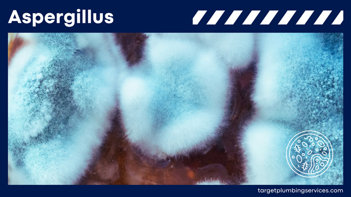 Aspergillus | Shower Mold Elimination